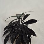 Crenguță neagră 30 cm  NoirLuxe